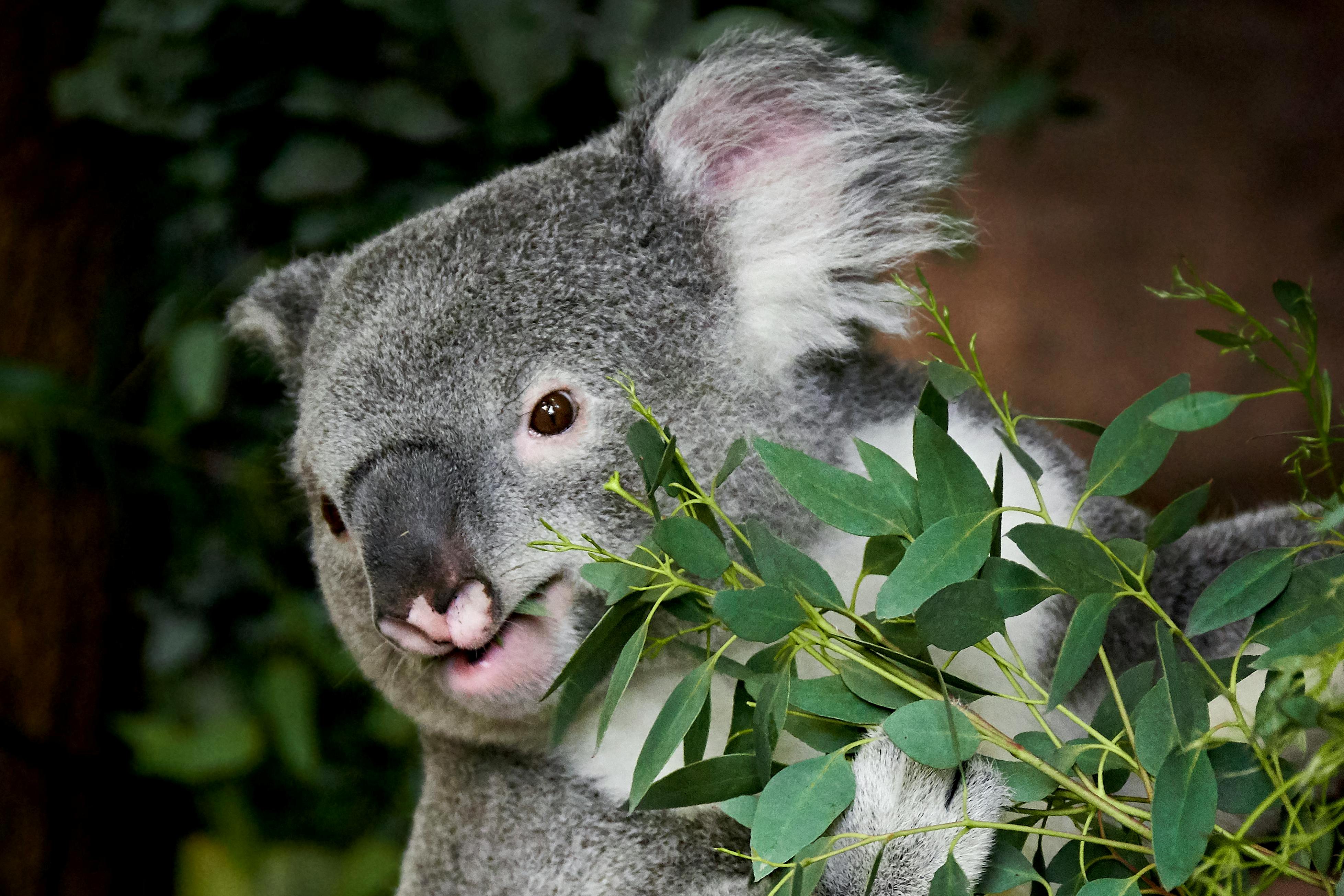 Syndey, Australia