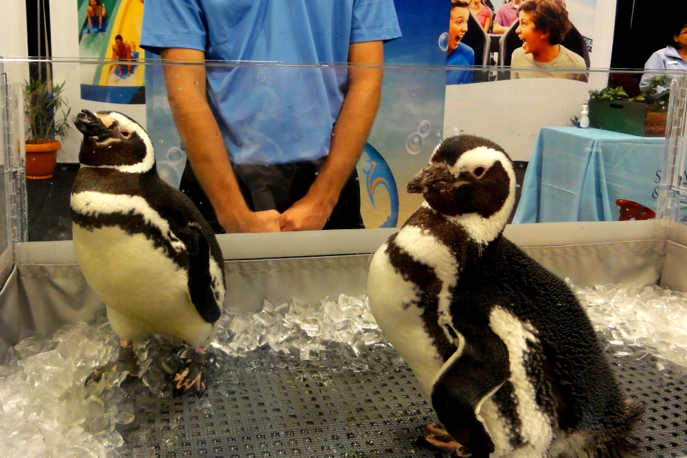 Travel and Adventure Show