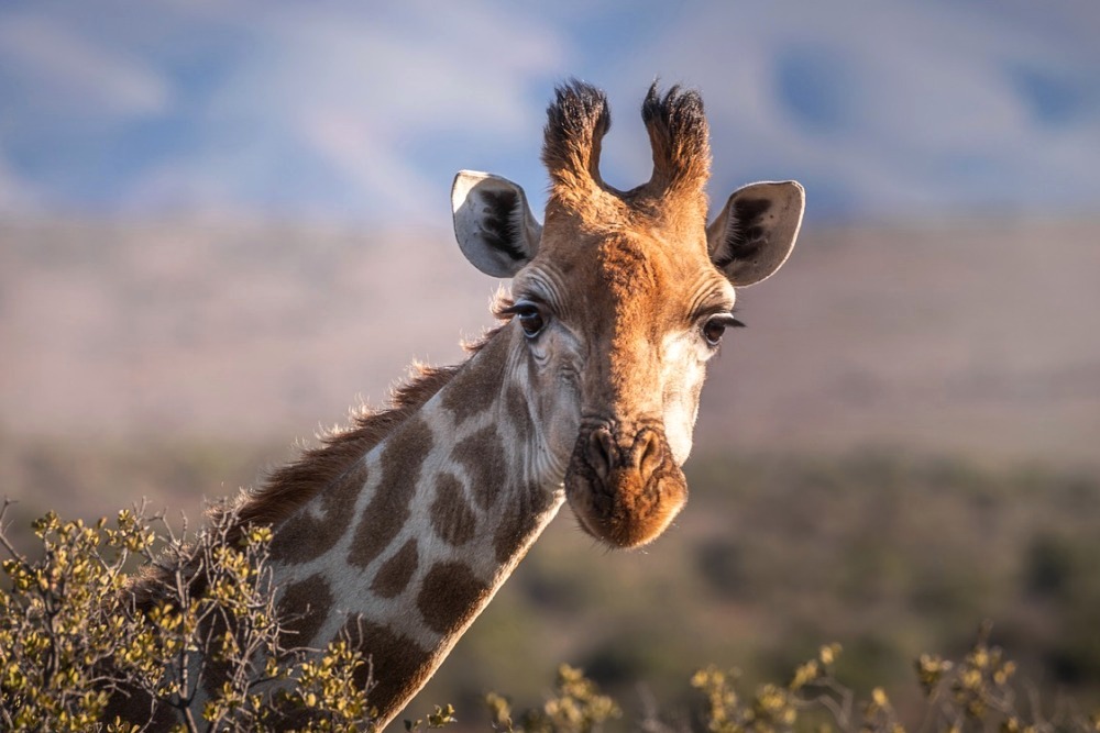 Wildlife Experiences, Distinctive Adventures, and Exhilarating Escapades
