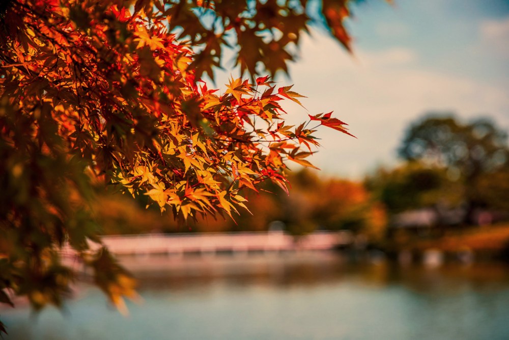 Autumn Awe | River