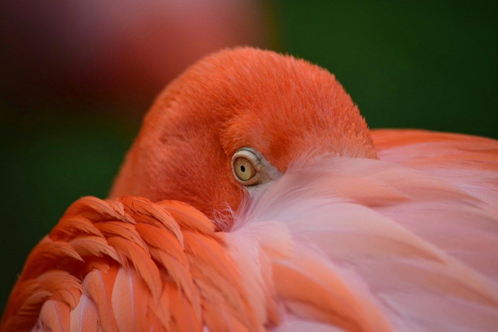Bird Watching | Flamingo