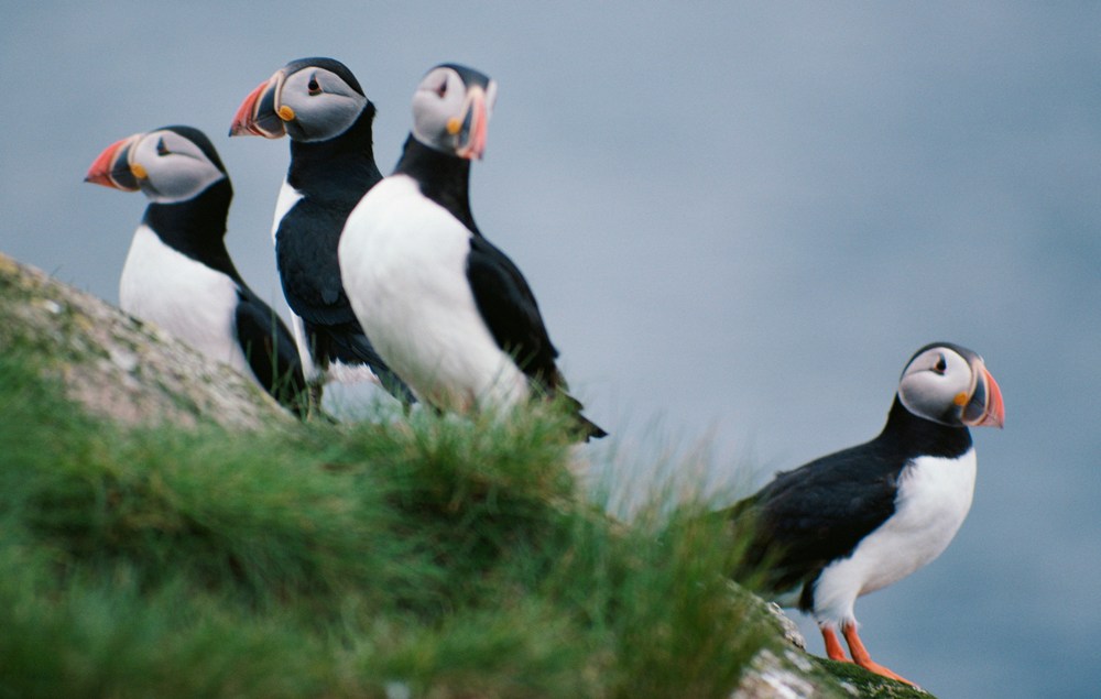 Bird Watching | Atlantic Puffin