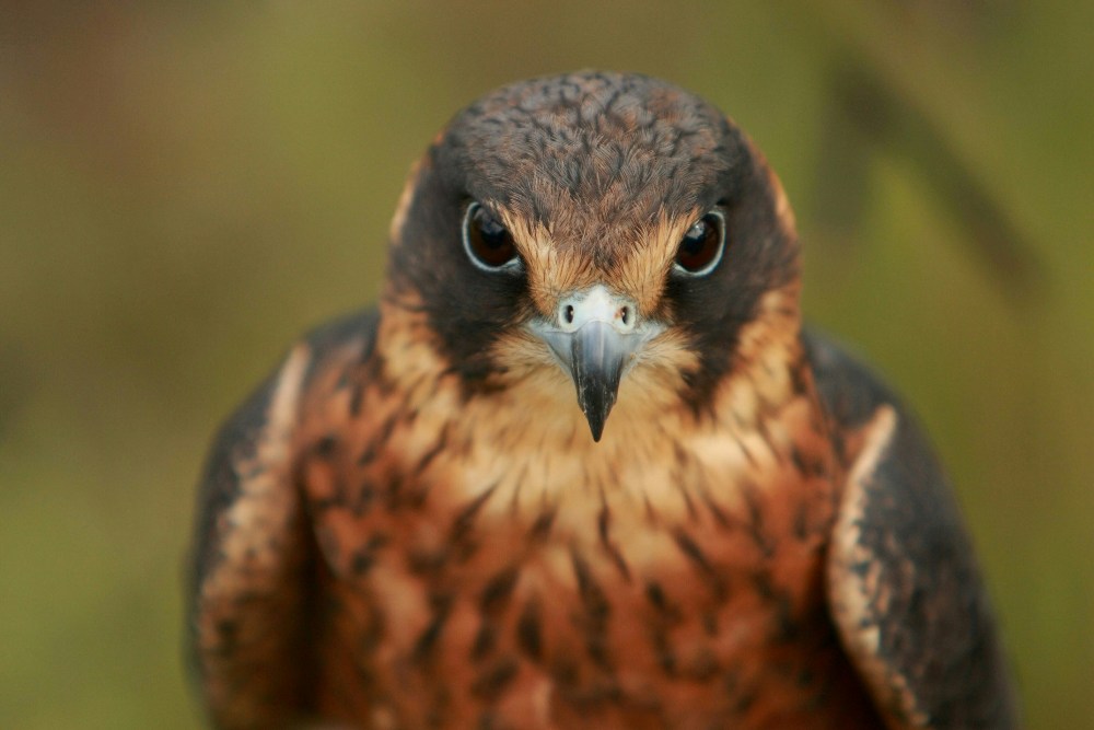 Bird Watching | Australian Hobby