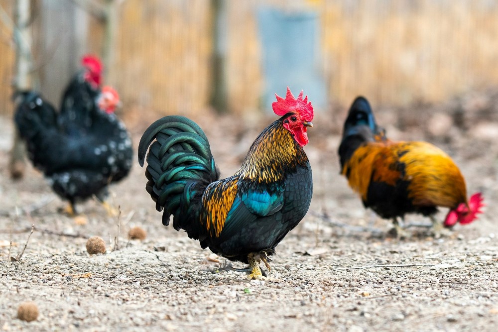 Bird Watching | Rooster