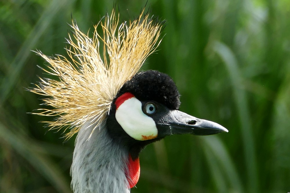 Bird Watching | Crowned Crane