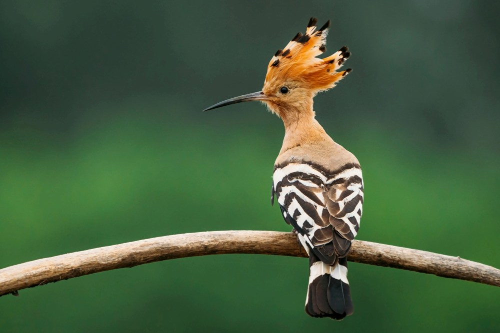 Bird Watching | Eurasian Hoopoe
