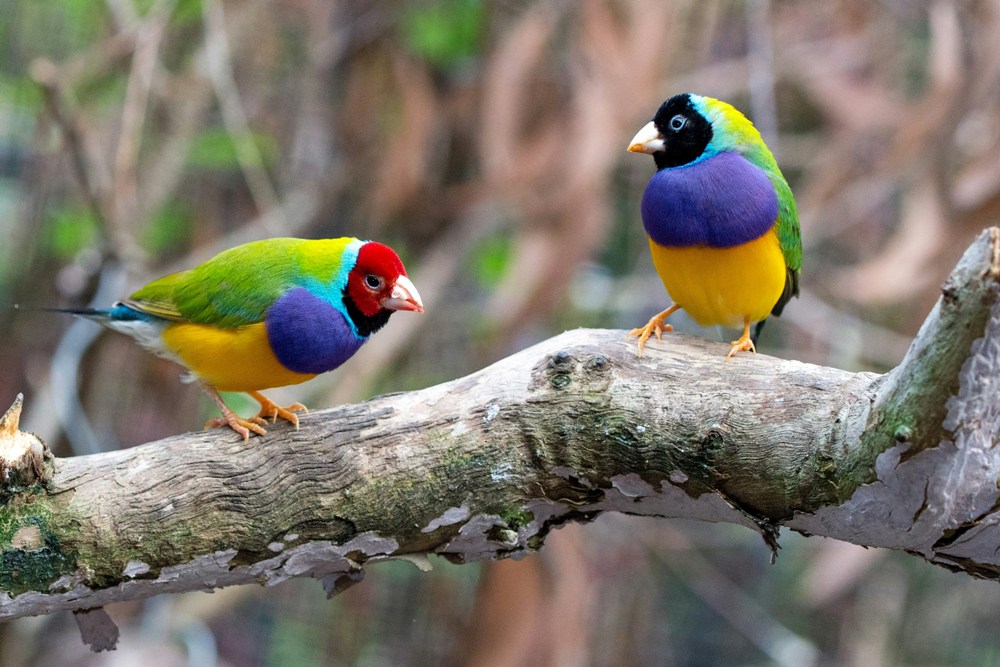 Bird Watching | Gouldian Finch