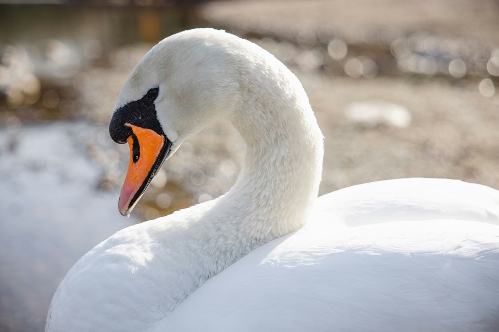 Bird Watching | Mute Swan
