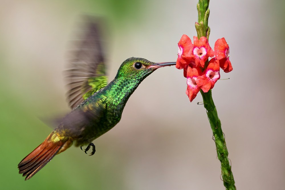 Bird Watching | Rufous Hummingbird