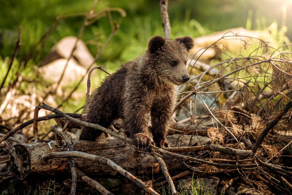 Cute Animal Babies | Fox