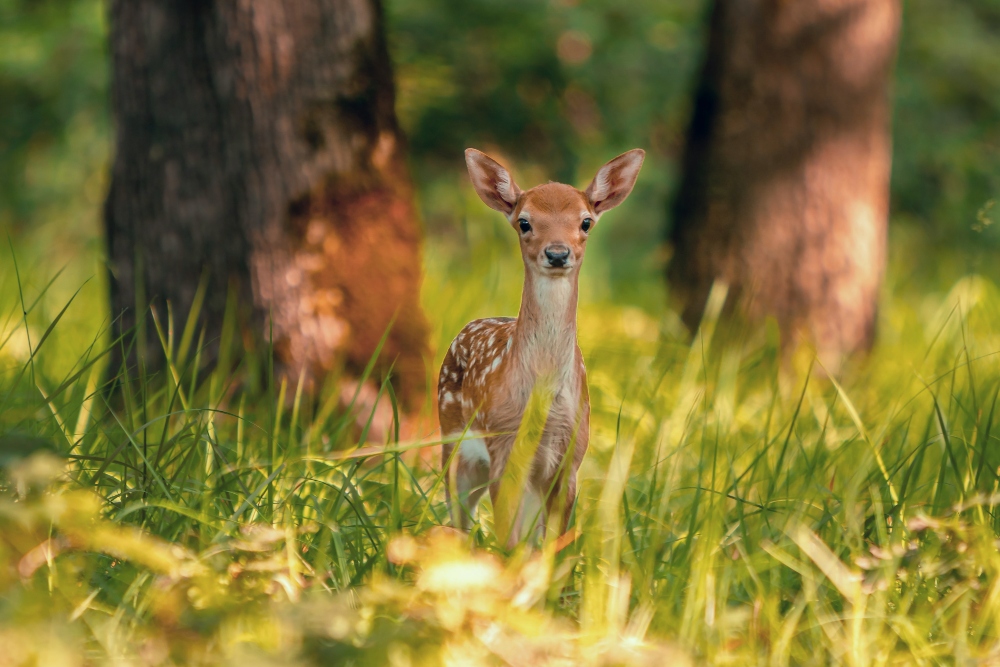 Cute Animal Babies | Deer