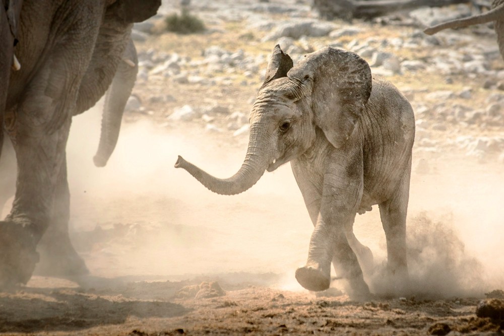 Cute Animal Babies | Elephant