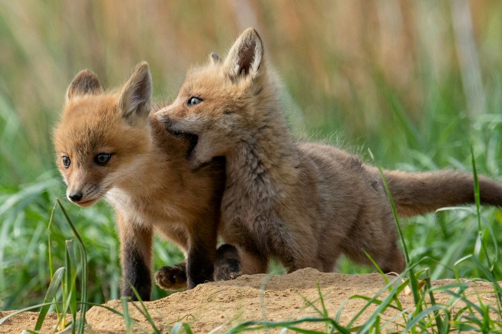 Delight in the innocence and charm of nature's adorable residents, from playful cubs to wide-eyed fawns in their native habitats. Cute Animals: Adorable Baby Creatures From Around the World