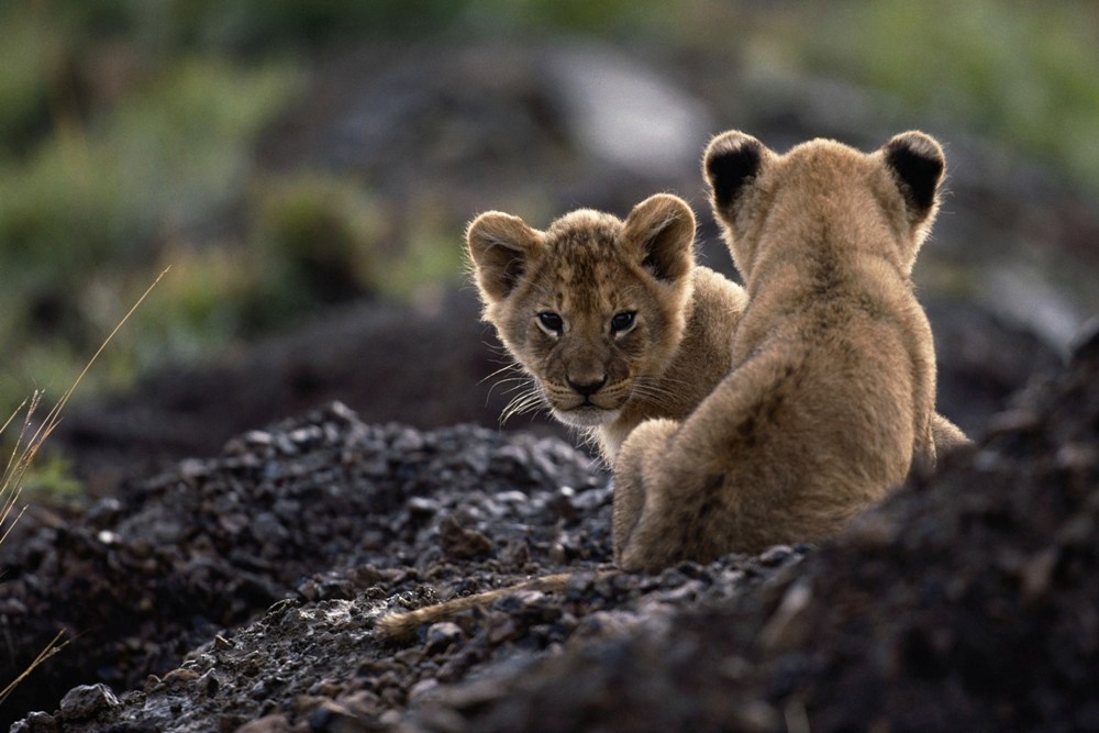 Cute Animal Babies | Lion