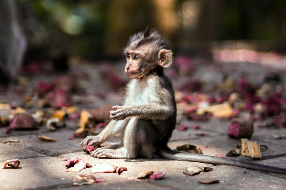Cute Animal Babies | Monkey