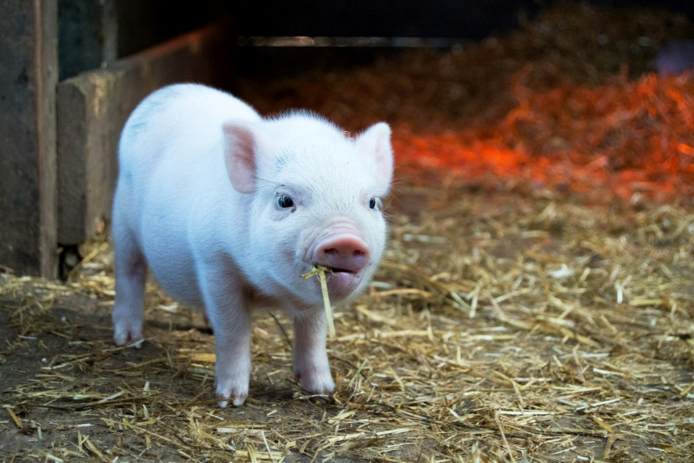 Cute Animal Babies | Pig