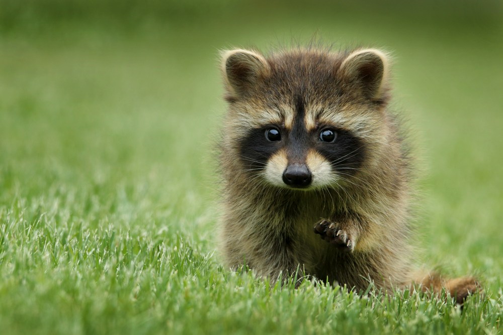 Cute Animal Babies | Raccoon