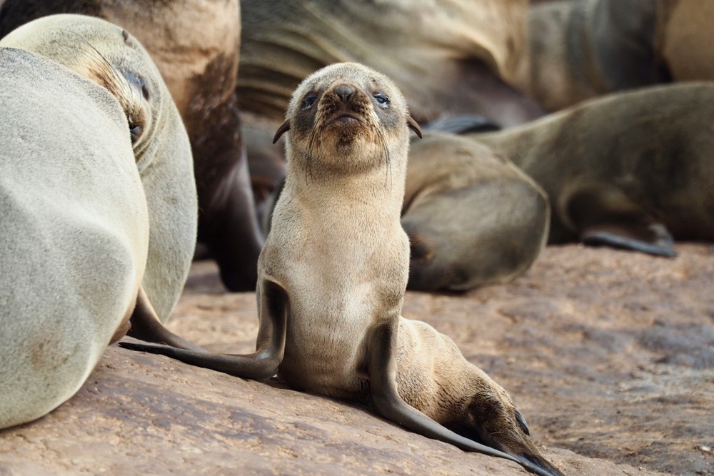 Cute Animal Babies | Seal