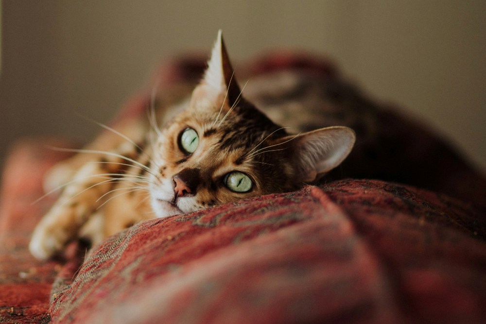 Rustic Retreat | Cat