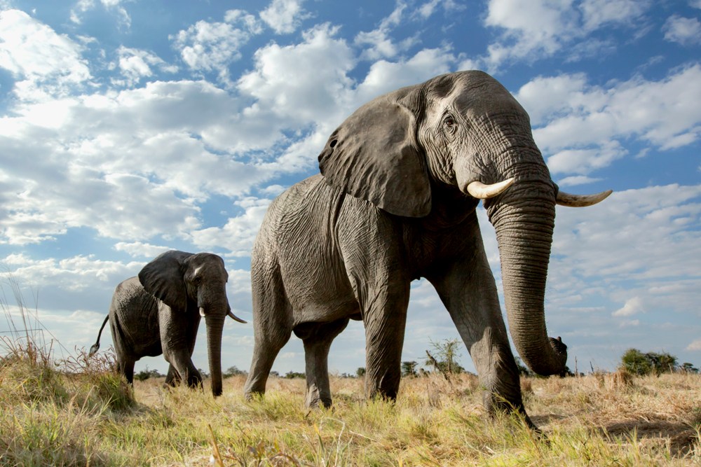 Wildest Dreams | Elephant