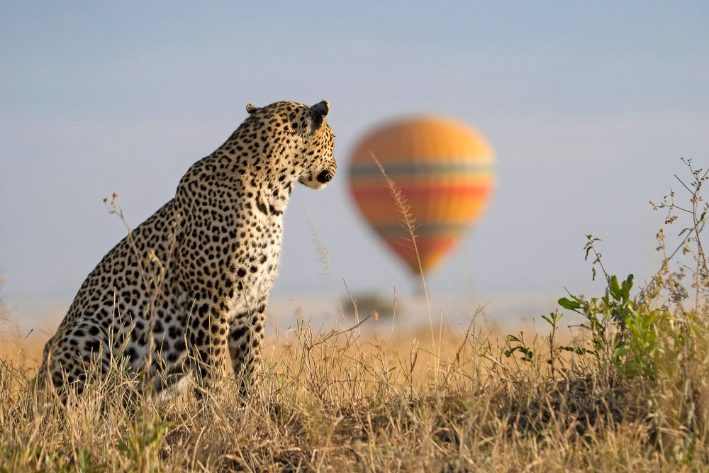 Wildest Dreams | Leopard