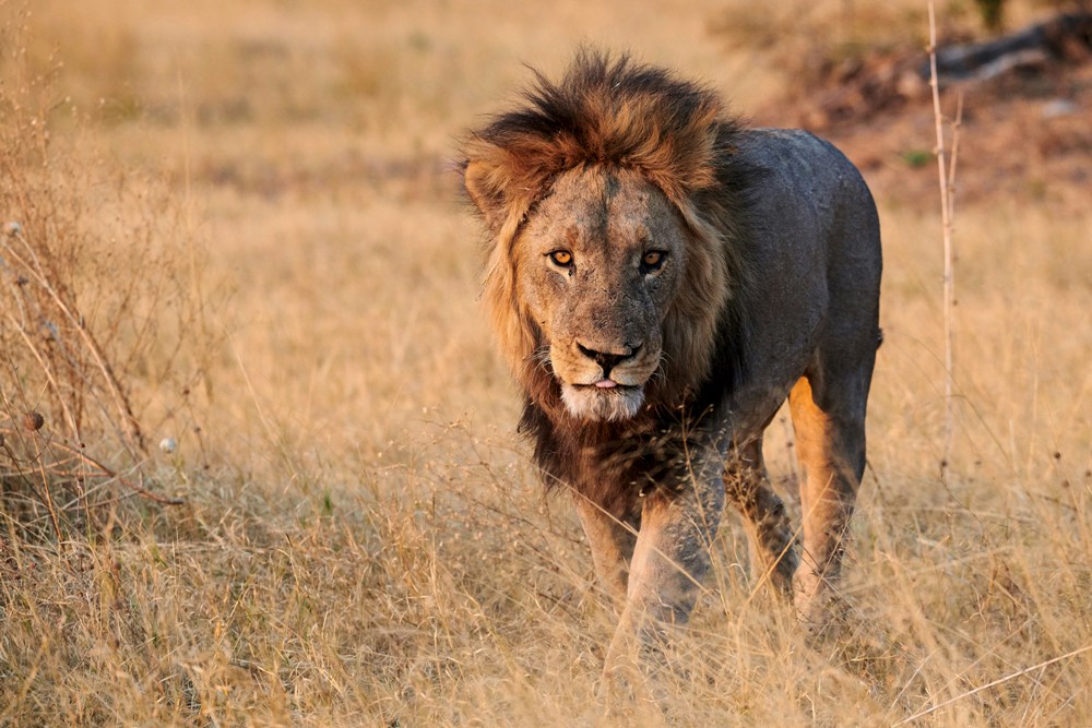 Experience the untamed beauty of Africa as you journey through vast savannahs teeming with majestic wildlife and natural wonders. Wildest Dreams: Experience the Magic of a Safari Expeditions