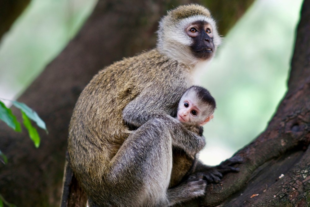 Wildest Dreams | Monkey