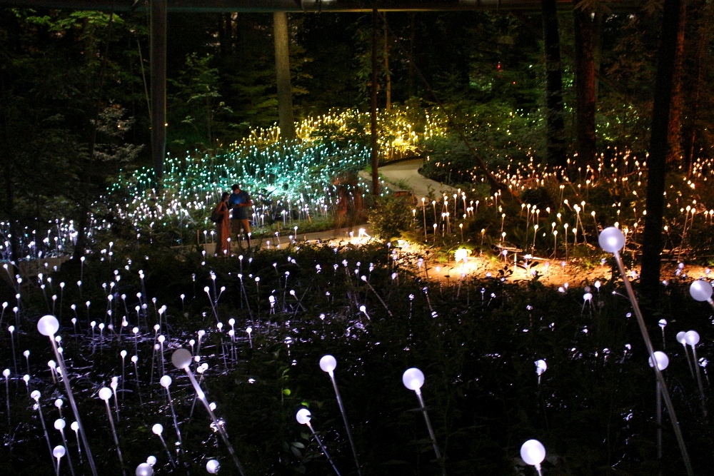 Bruce Munro Exhibit | Atlanta Botanical Garden