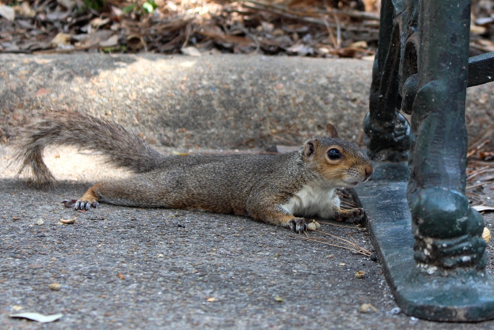 Squirrels at Bienville Square | Mobile, Alabama