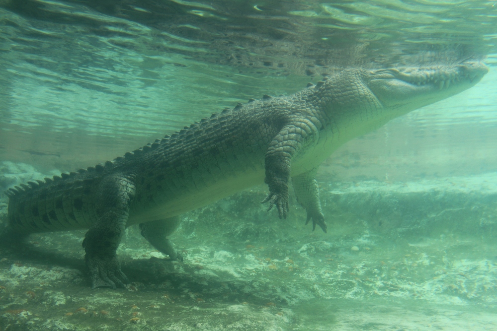 Alligator Farm | St. Augustine, Florida