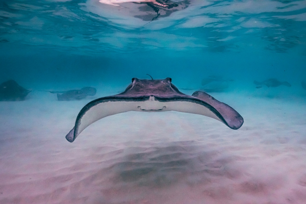 Known for its beautiful beaches, crystal clear waters, and warm climate, the island attracts visitors from all over the world. Places to Visit in Grand Cayman